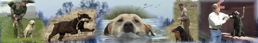 Sequence of images showing a man training a dog, a dog swimming, and a man grooming a dog on a table.