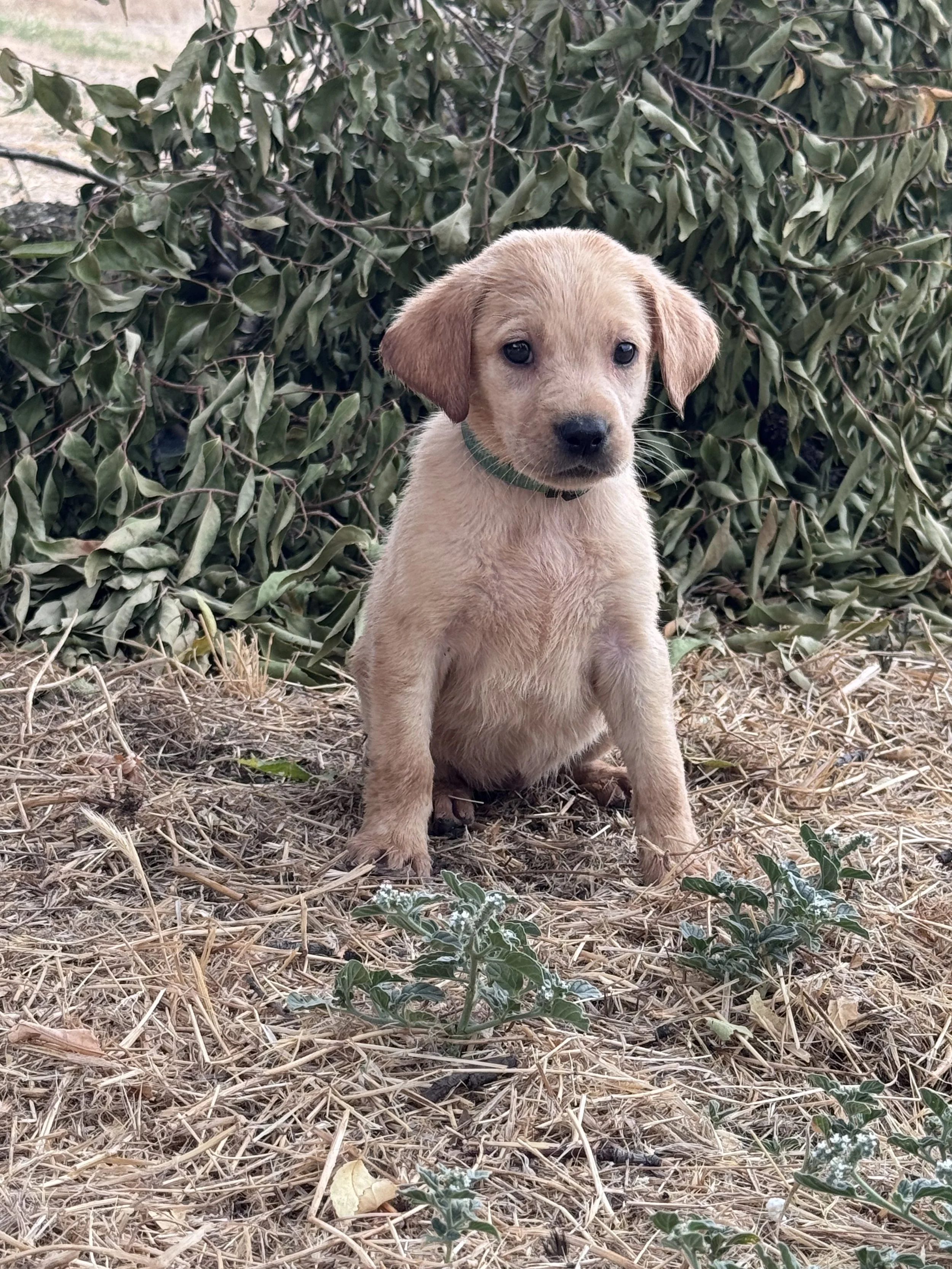 A yellow labrador retriever puppy with floppy ears and a black collar, sitting on dry grass in front of a large bush with green leaves.
