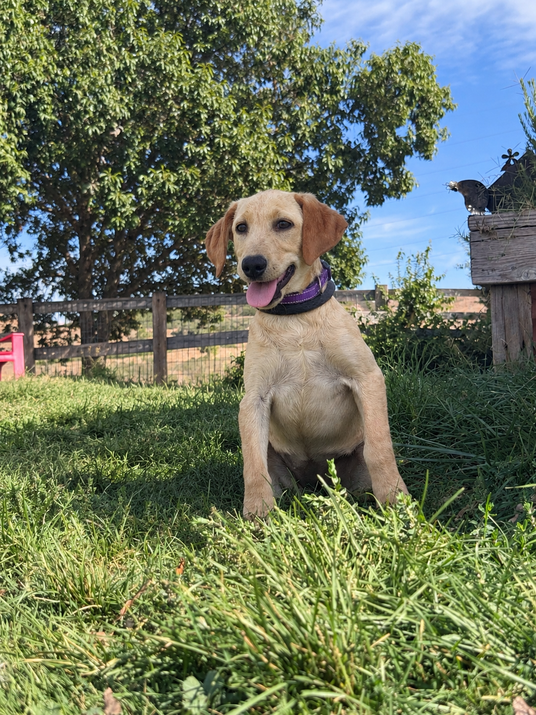 A yellow Labrador retriever puppy sitting on grass in a backyard with a wooden fence, trees, and a blue sky in the background. The puppy has its tongue out and wears a purple collar. A bird is perched on a raised planter in the background.