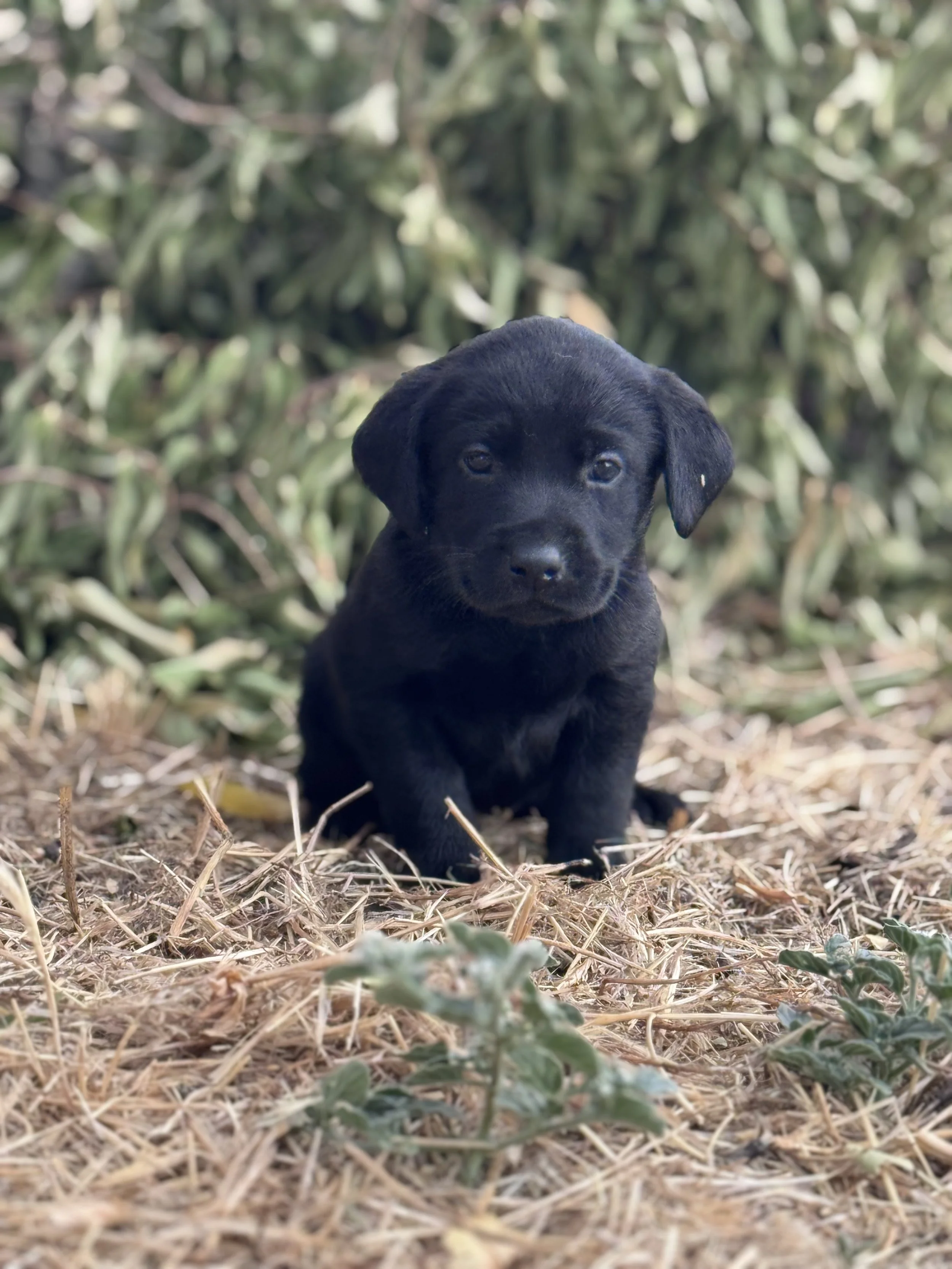 A small black labrador puppy sitting on dry grass and green plants with a blurred leafy background.