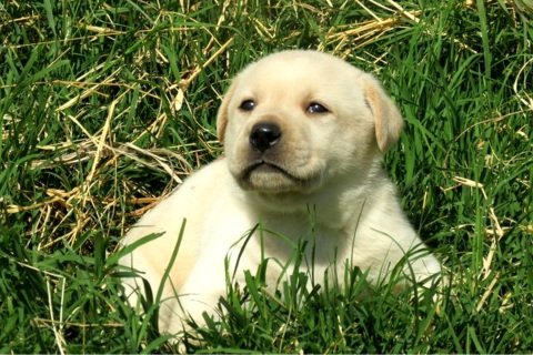 Male Yellow Lab Deposit