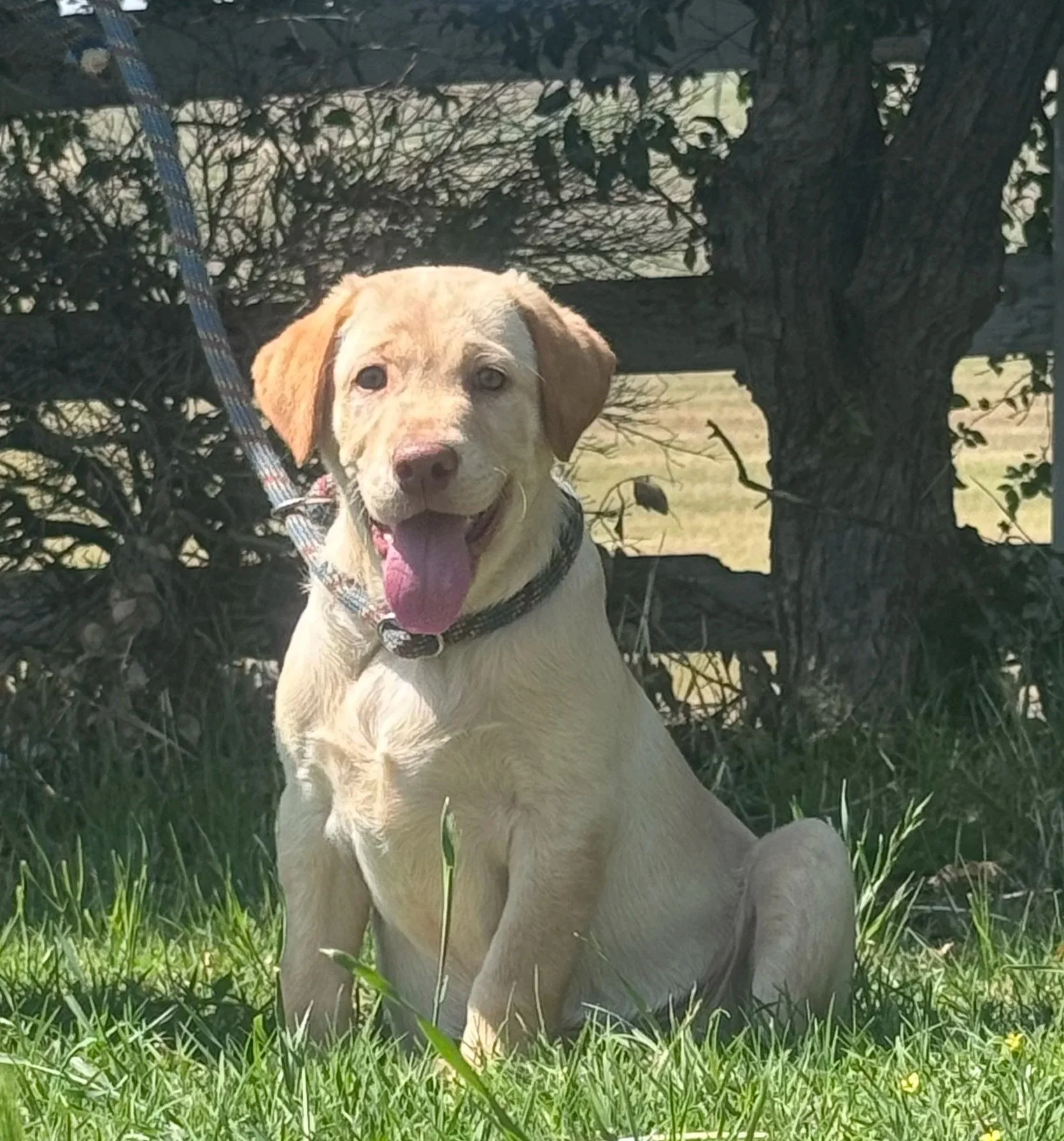 A yellow Labrador Retriever dog sitting outdoors on green grass, with a tree trunk and branches in the background.