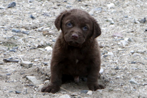 Male Chesapeake Deposit
