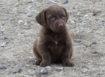 Female Chesapeake Deposit