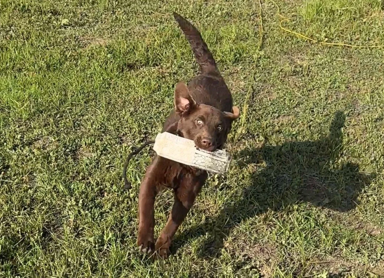 Young brown dog with light-colored eyes carrying a large bone in its mouth, playing on a grassy field.