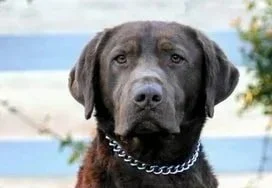 Close-up of a black chocolate labrador with a chain collar outdoors.