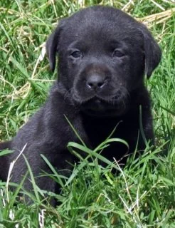 Male Black Lab Deposit