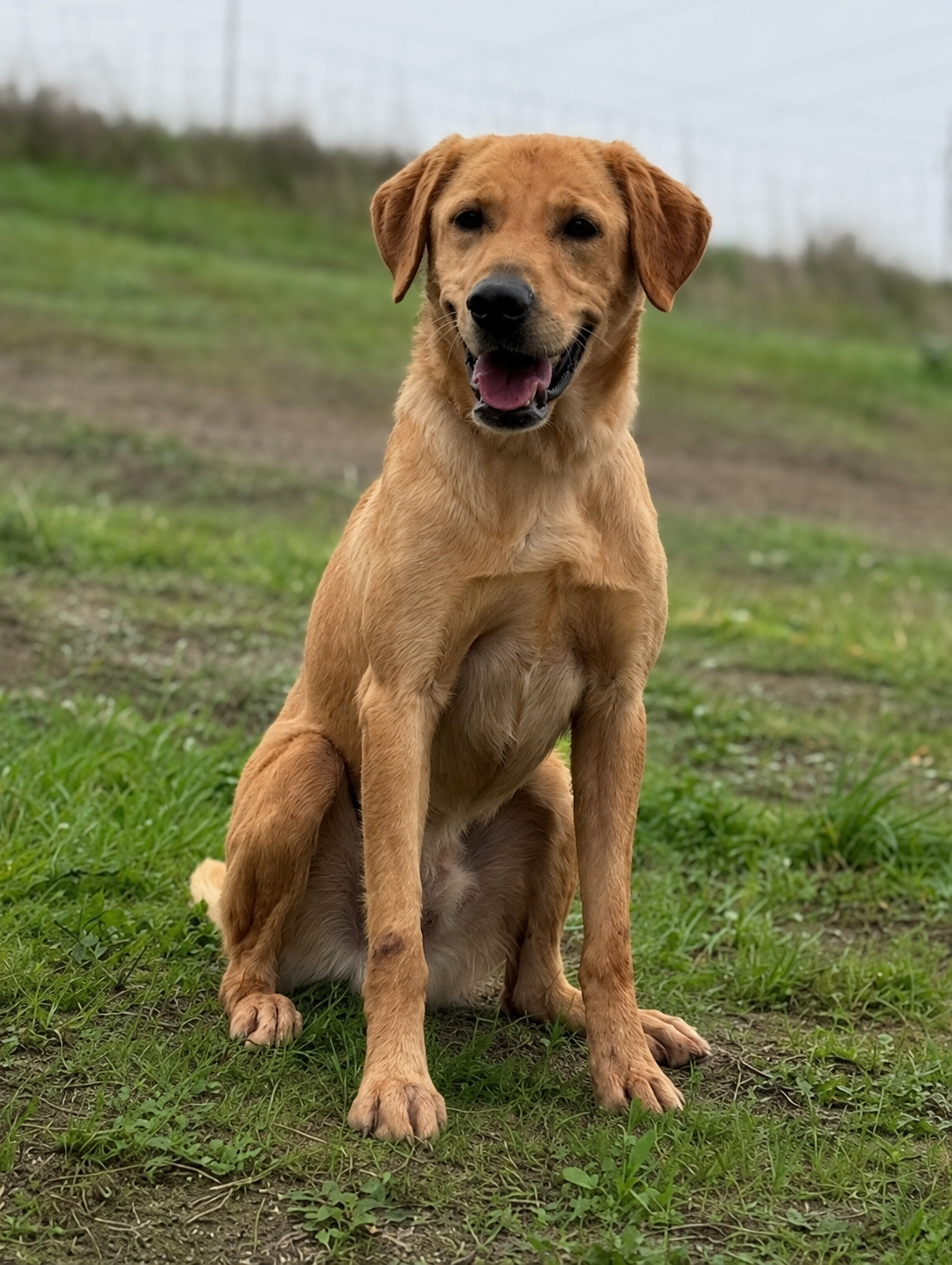 yellow labrador retriever in green grass field
