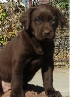 Male Chocolate Lab Deposit