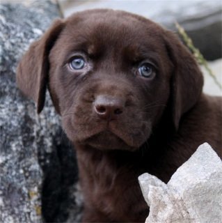 Female Chocolate Lab Deposit