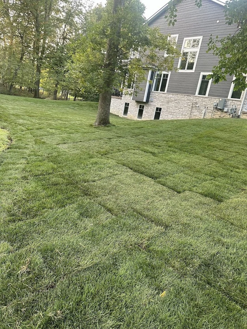 Freshly laid sod in a backyard with a tree and a residential house with gray siding and multiple windows.