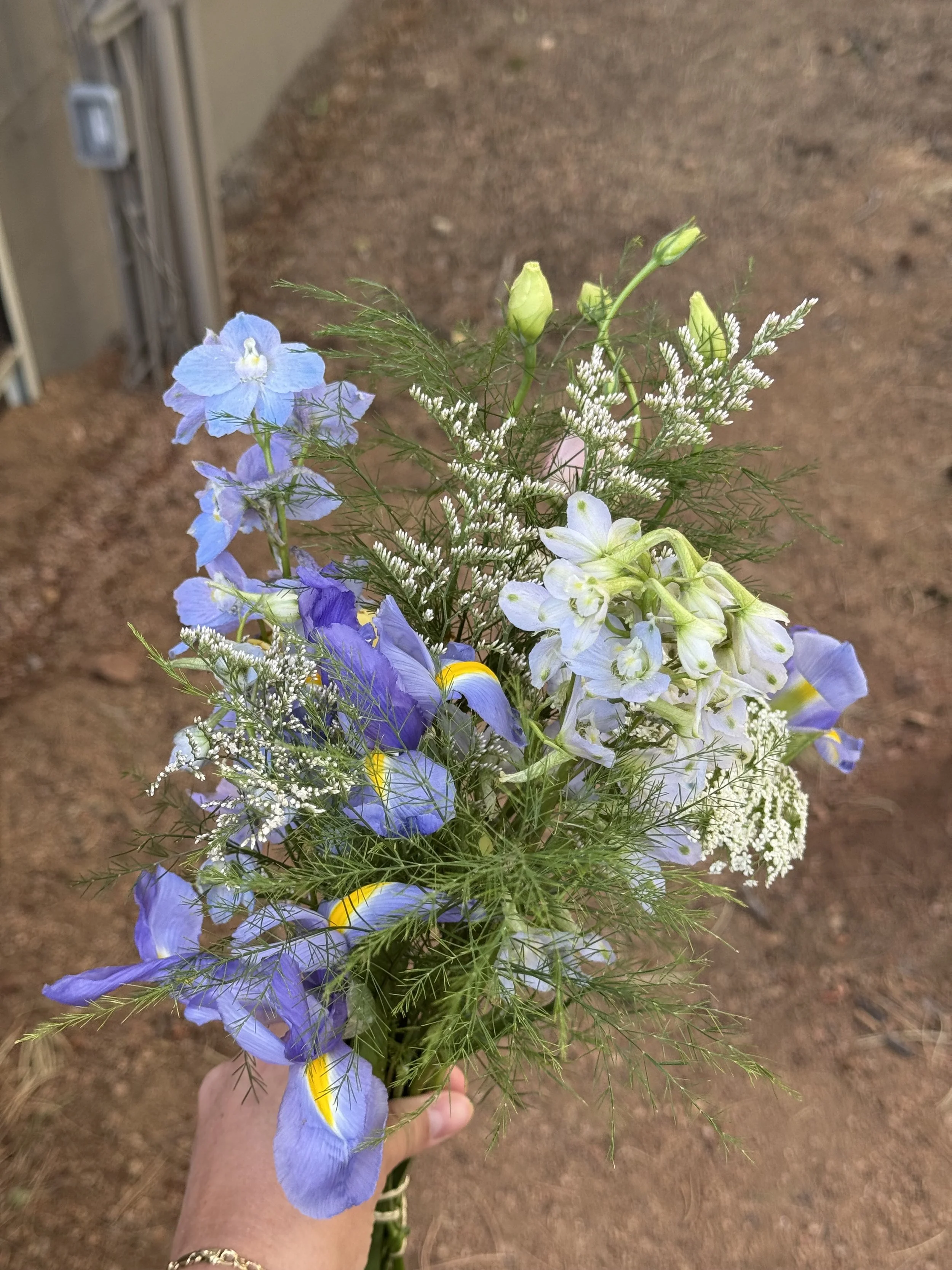 A hand holding a bouquet of light purple, white, and yellow flowers with green foliage, against a background of bare ground.