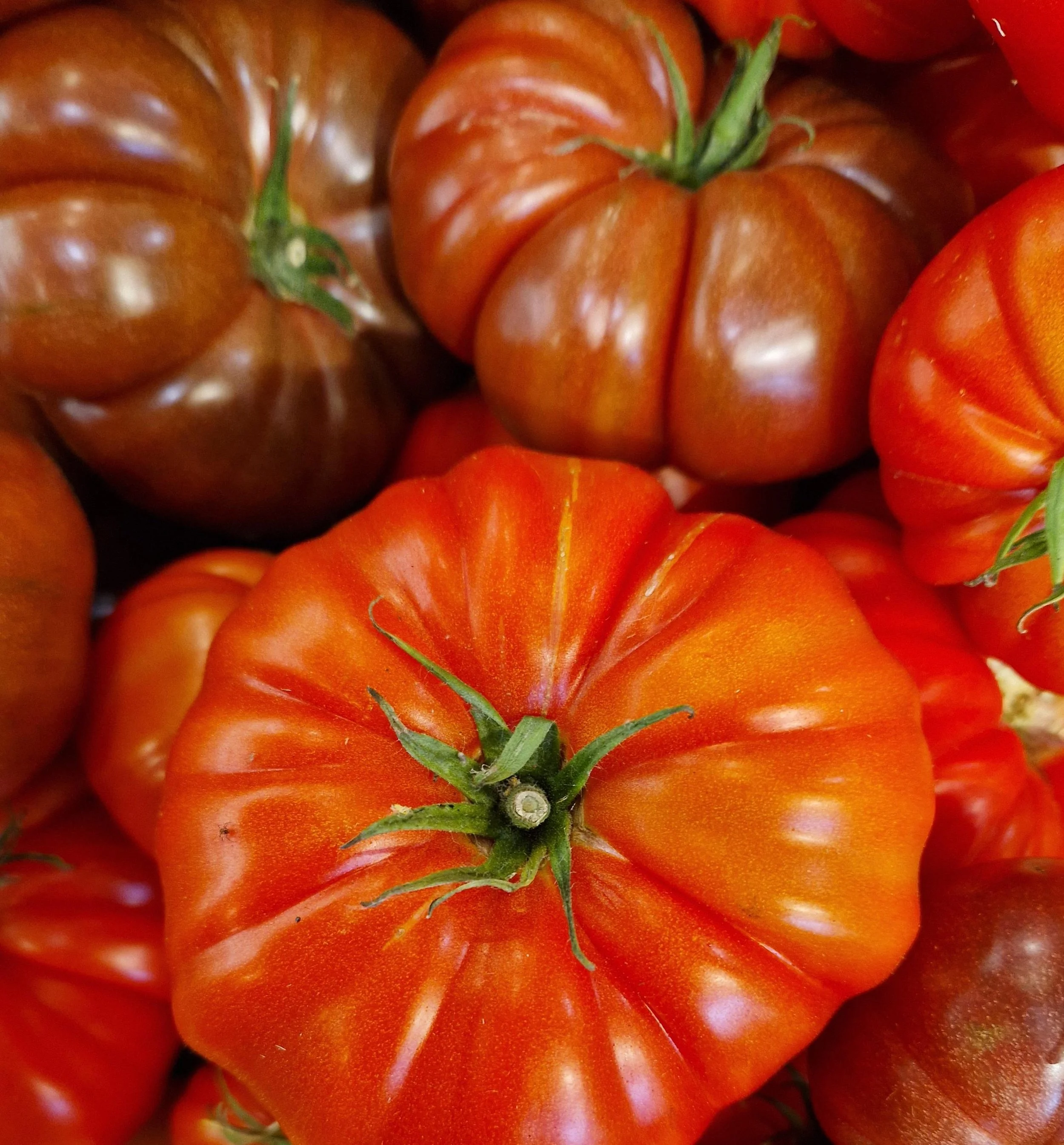 Heirloom: the original photograph of richly coloured tomatoes.