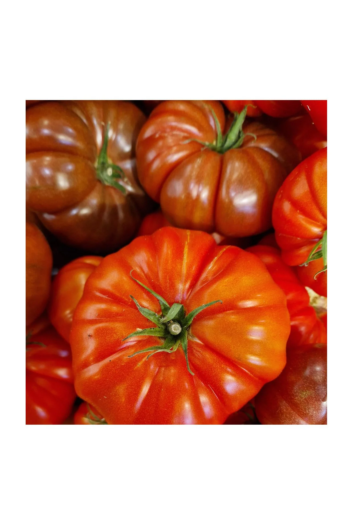 Heirloom — Photographic Postcard