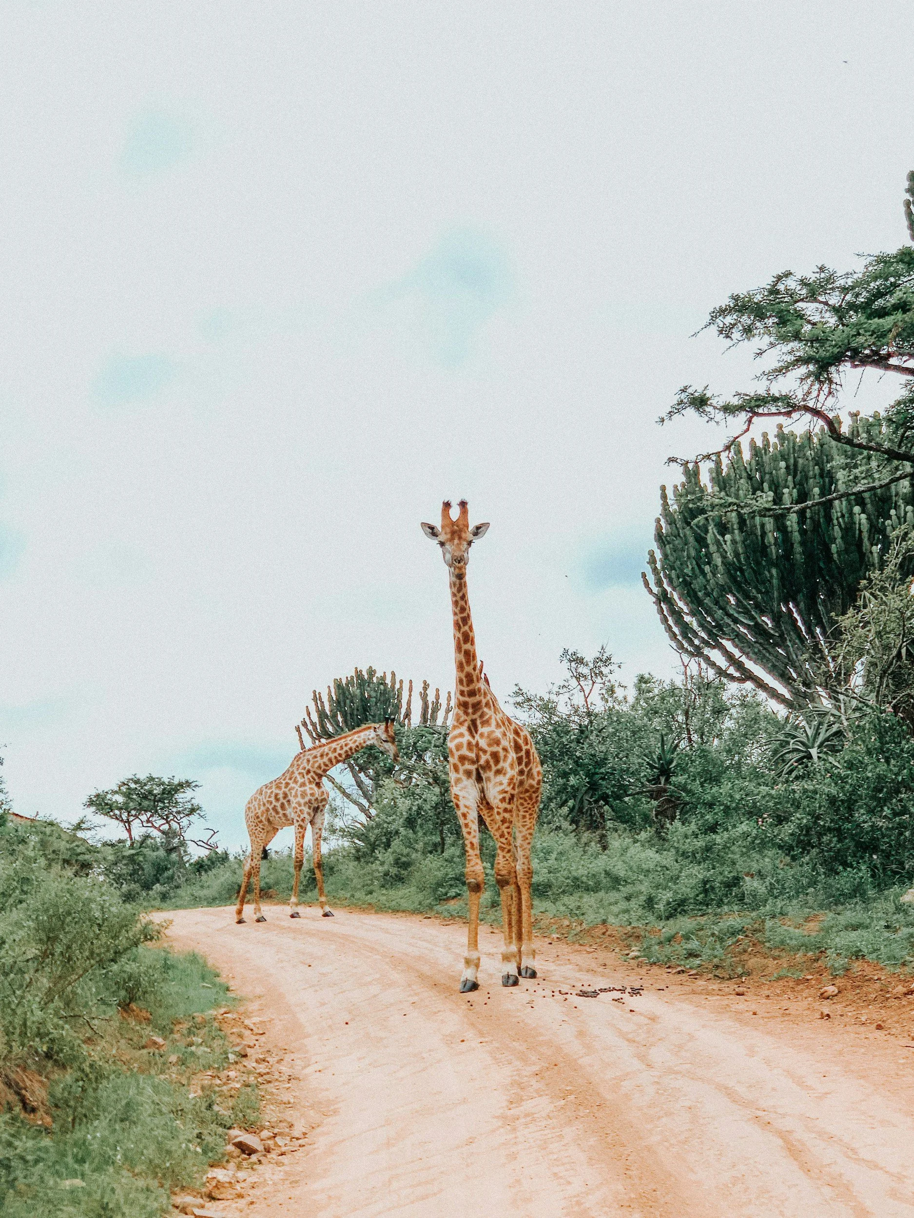 Three giraffes walking on a dirt path surrounded by green shrubs and trees, with a cloudy sky overhead.