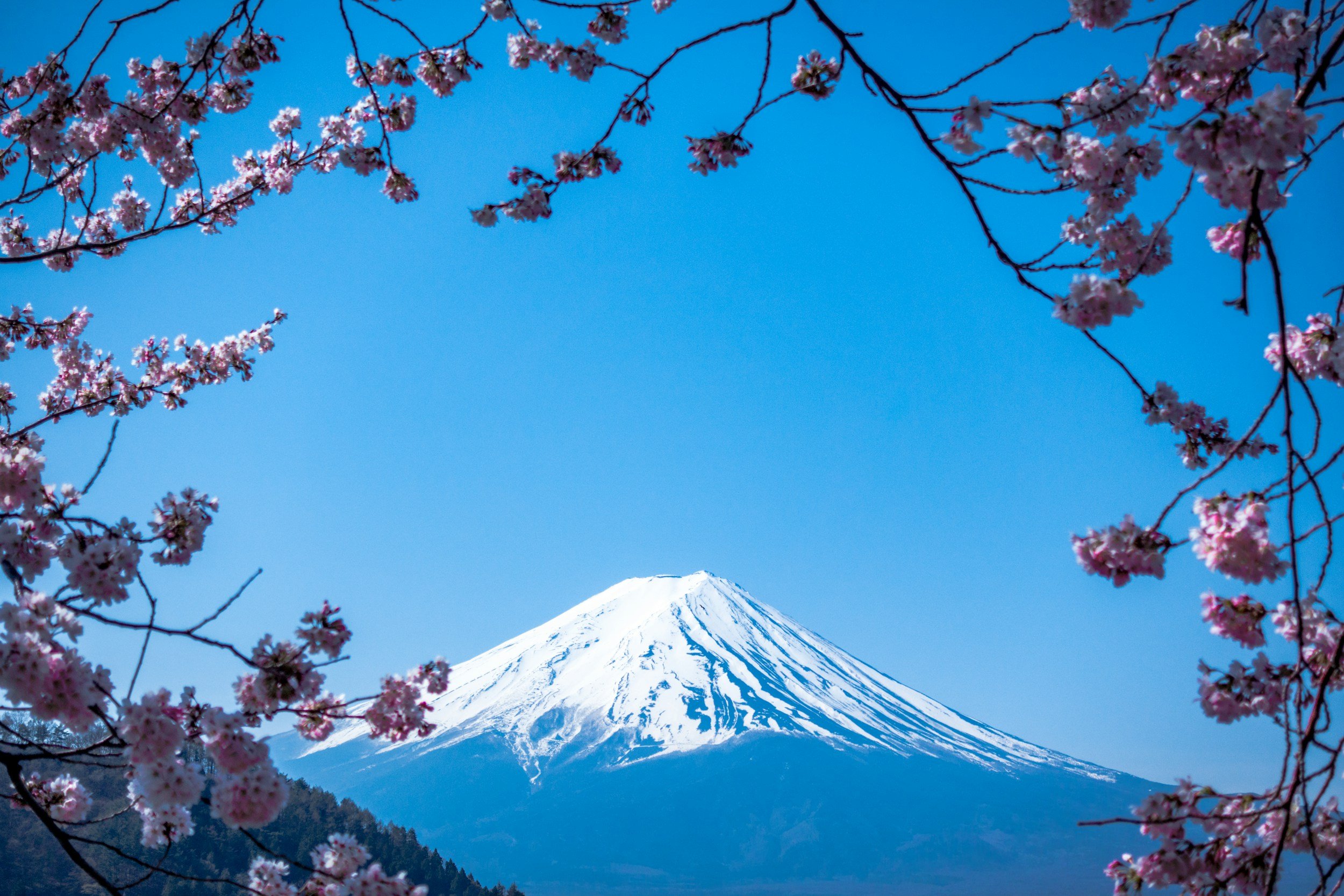 Snow-capped Mount Fuji visible through cherry blossom branches against a clear blue sky.
