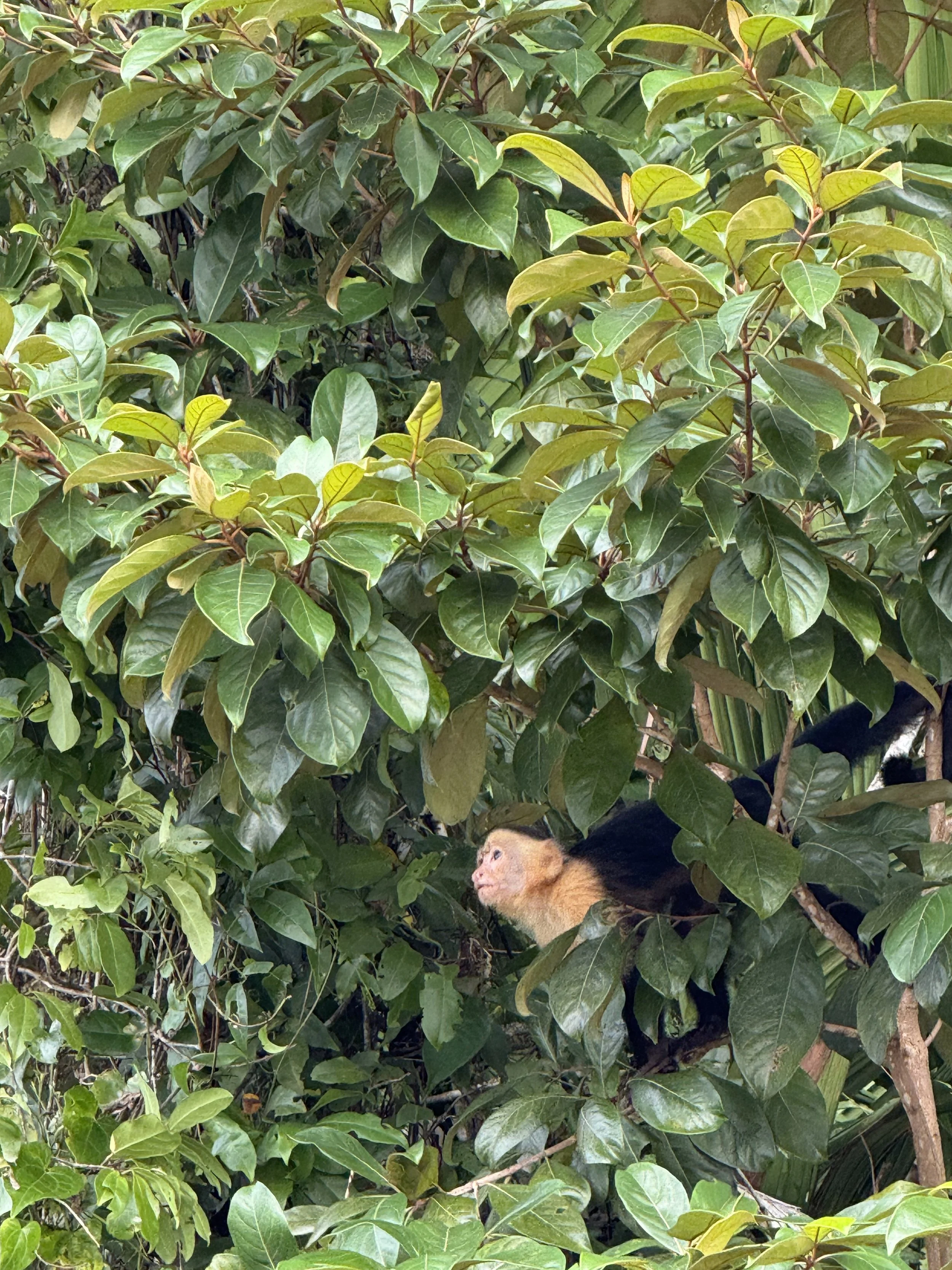 Tortuguaro, Costa Rica