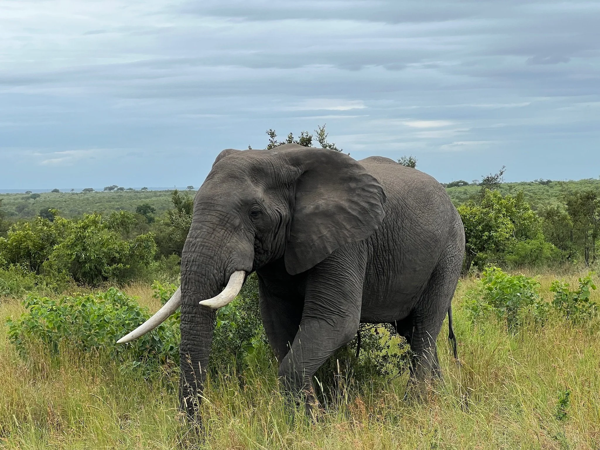 Africa