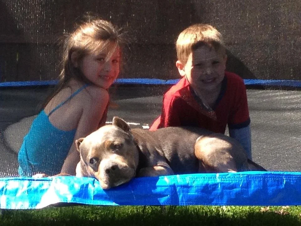 Two children playing with a puppy on a trampoline outdoors in sunlight.