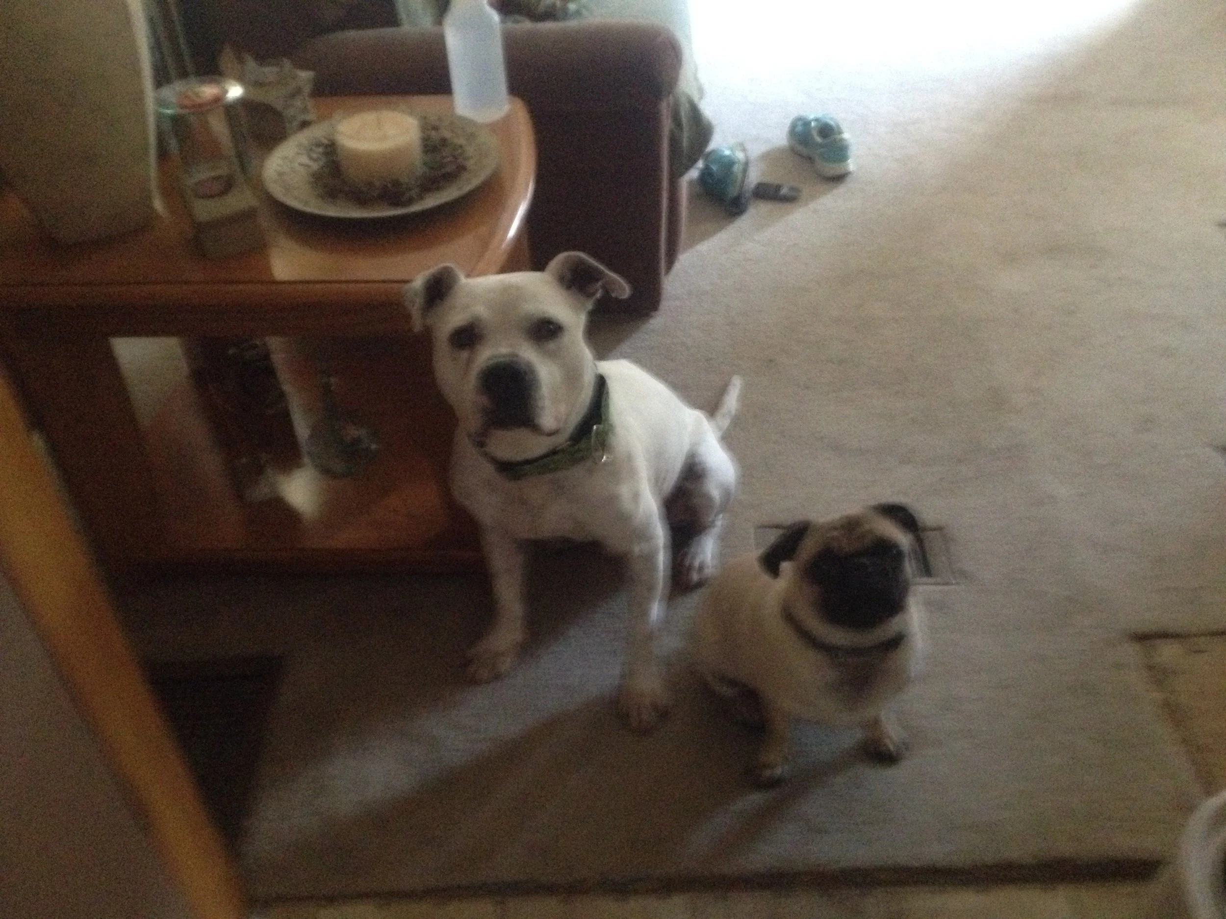 A white dog with black markings around one eye and a green collar, sitting on a beige carpet. Part of another dog or animal with a brindle coat is partially visible in the lower right corner. In the background, a wooden table with a lit candle, some 
