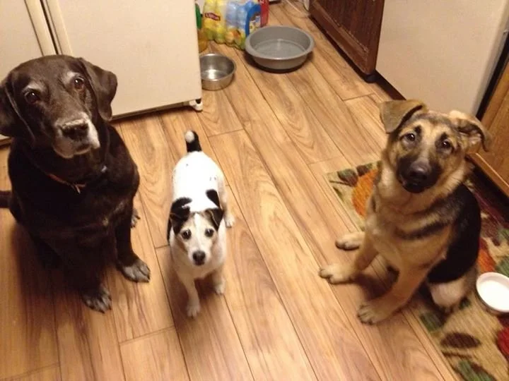 Three dogs sitting on a wooden floor inside a kitchen. There are two bowls and a water dish nearby, with a refrigerator and cabinets in the background.