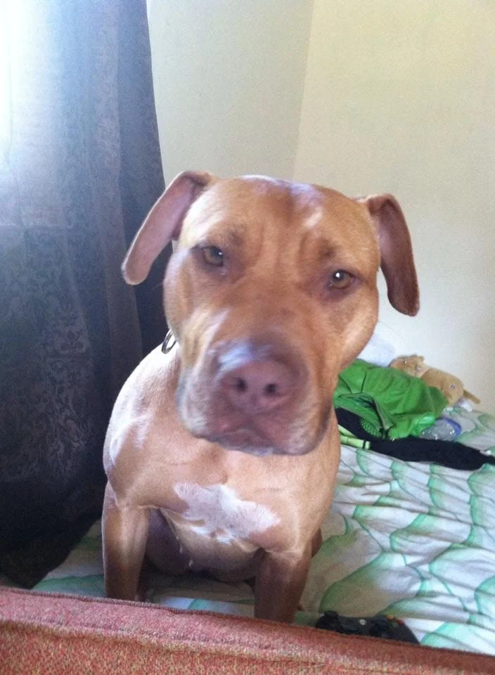 A brown dog with floppy ears sitting on a bed, looking at the camera with one eye slightly closed.