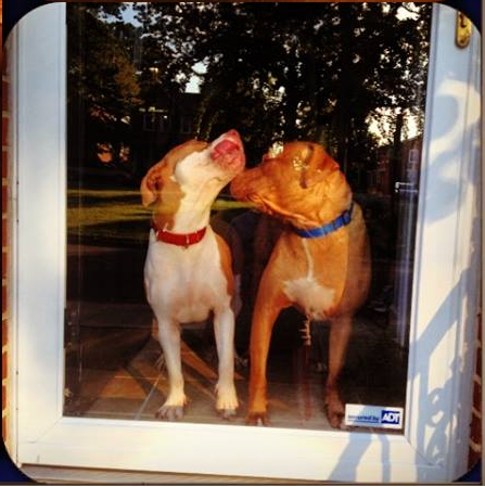 Two dogs, one with a red collar and one with a blue collar, are licking each other's faces through a glass door.