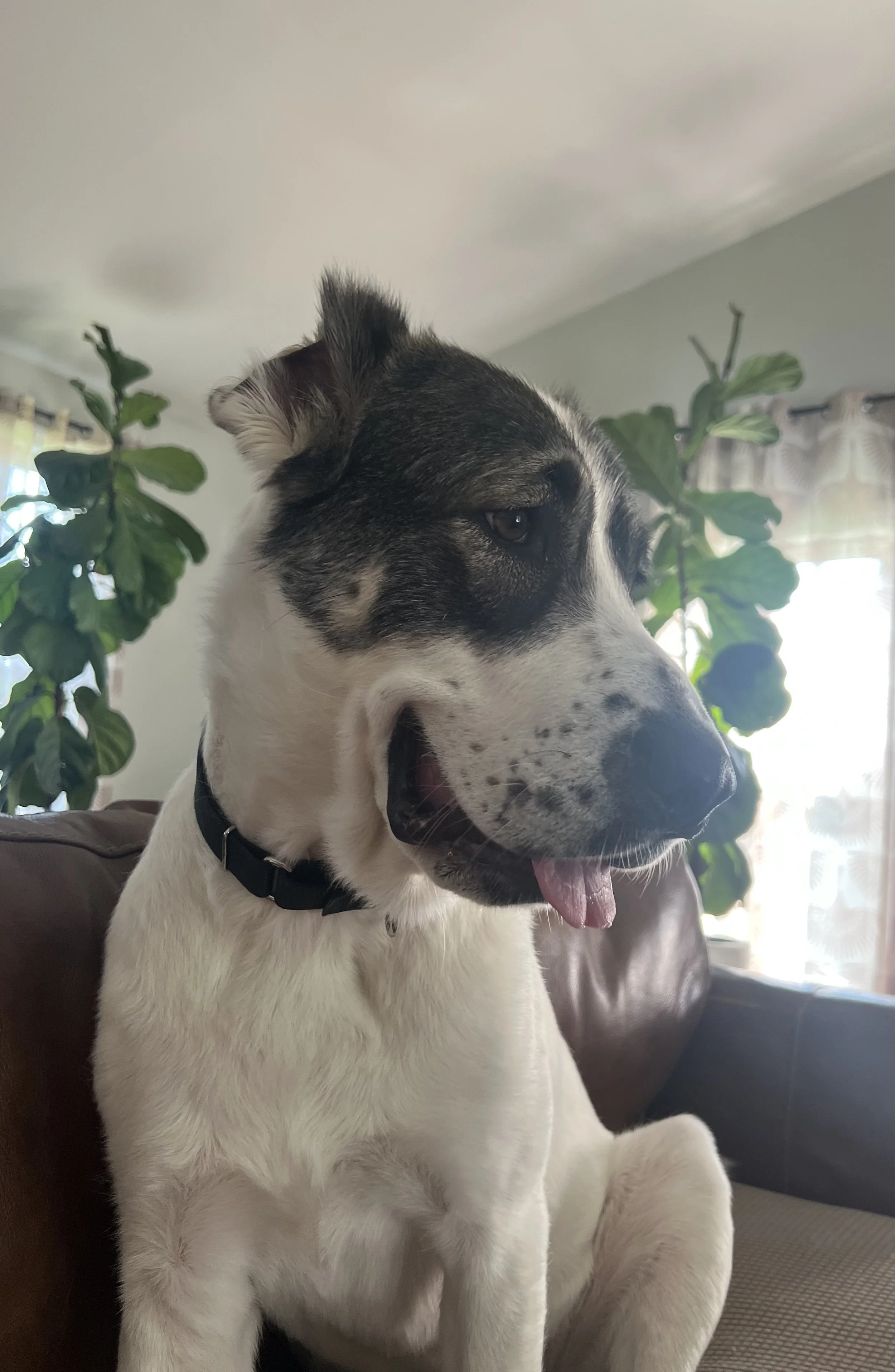 Bibi