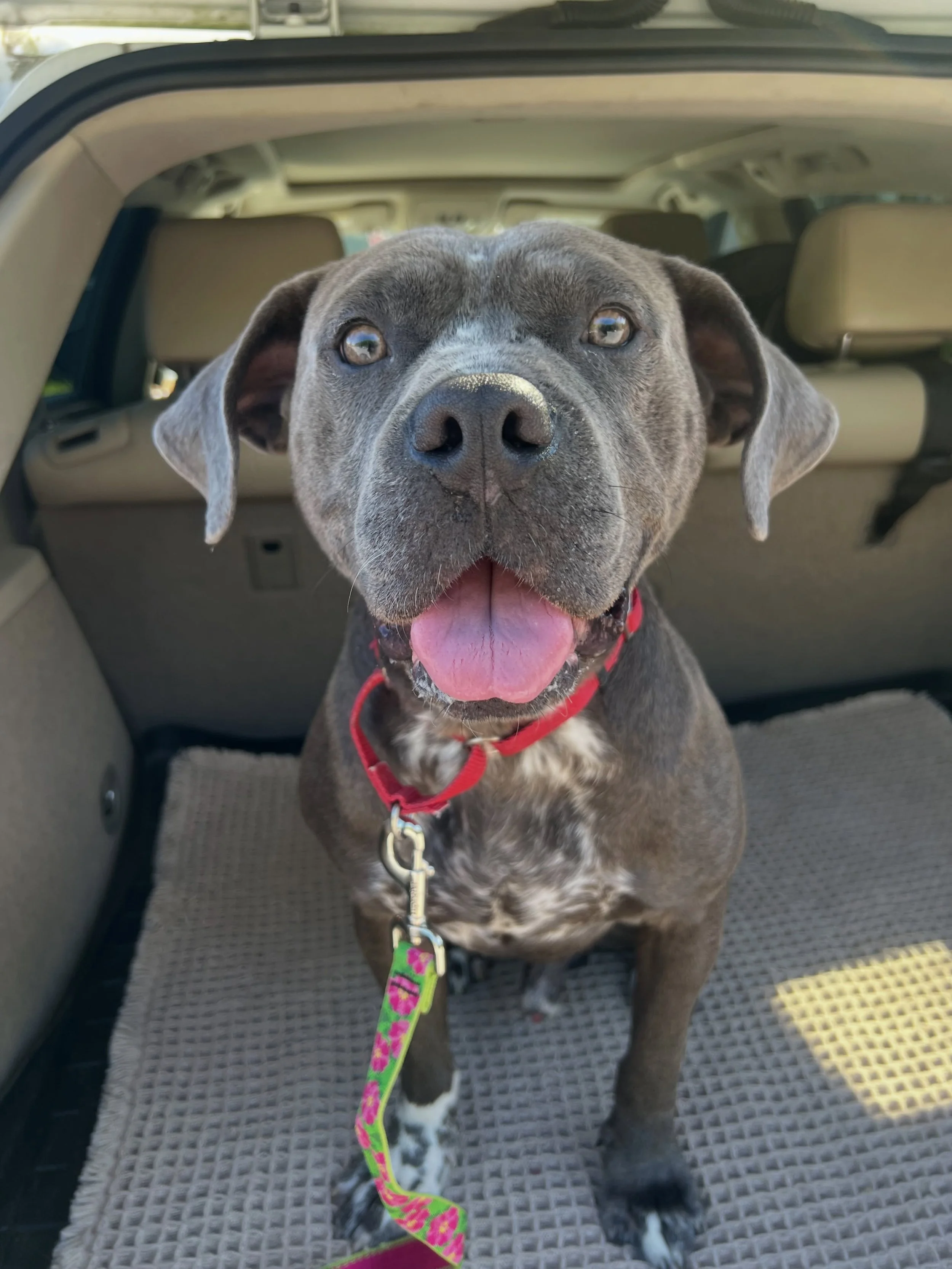 &hearts;️ Foster found. Safe ride. New chapter.

Poe is officially on his way to his new foster home.

This sweet foster pup has had quite the journey. He came to us in heartbreaking condition, has been nursed back to health, trained, loved, and chee
