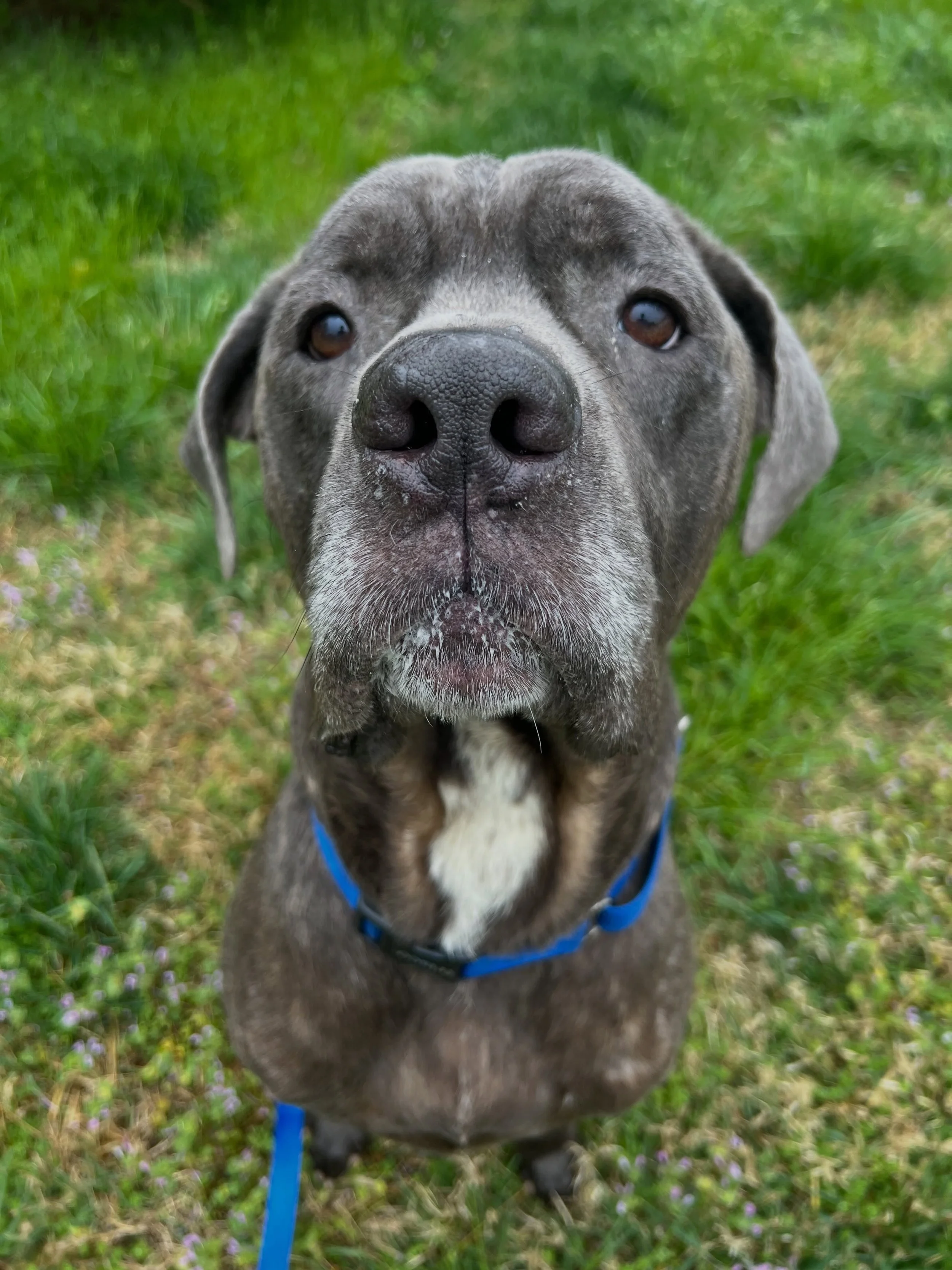 Eli is a four-year-old Cane Corso gentleman with a big heart and the best personality 💙

He is housebroken, loves car rides, settles beautifully in his crate and is good on the leash. At night, Eli has done well loose in the house, happily choosing 