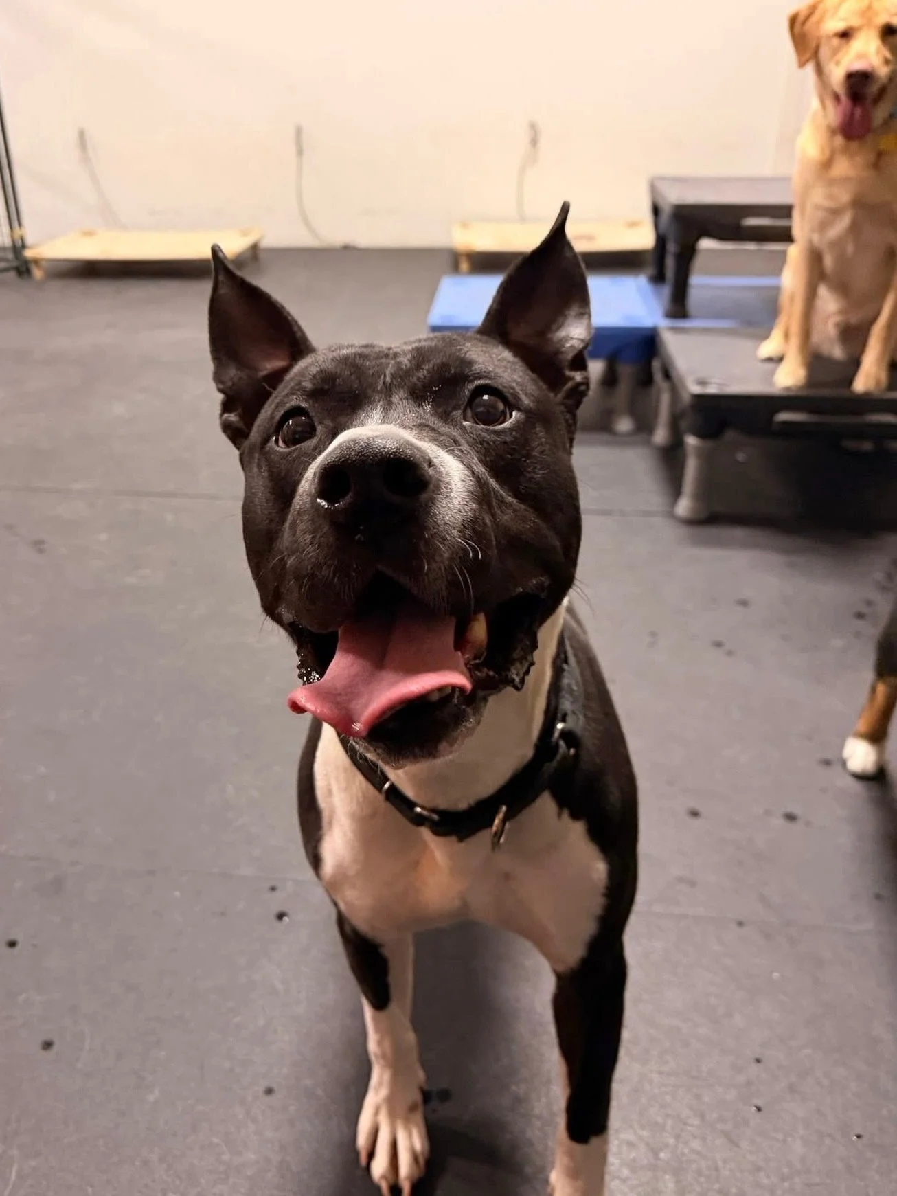 Bull: professional good boy, full-time happy dude.

At around 4 years old and 80 pounds, Bull is a big guy with an even bigger heart. He&rsquo;s fully trained, loves his people and is the definition of low maintenance. Give him a bone, a comfy place 