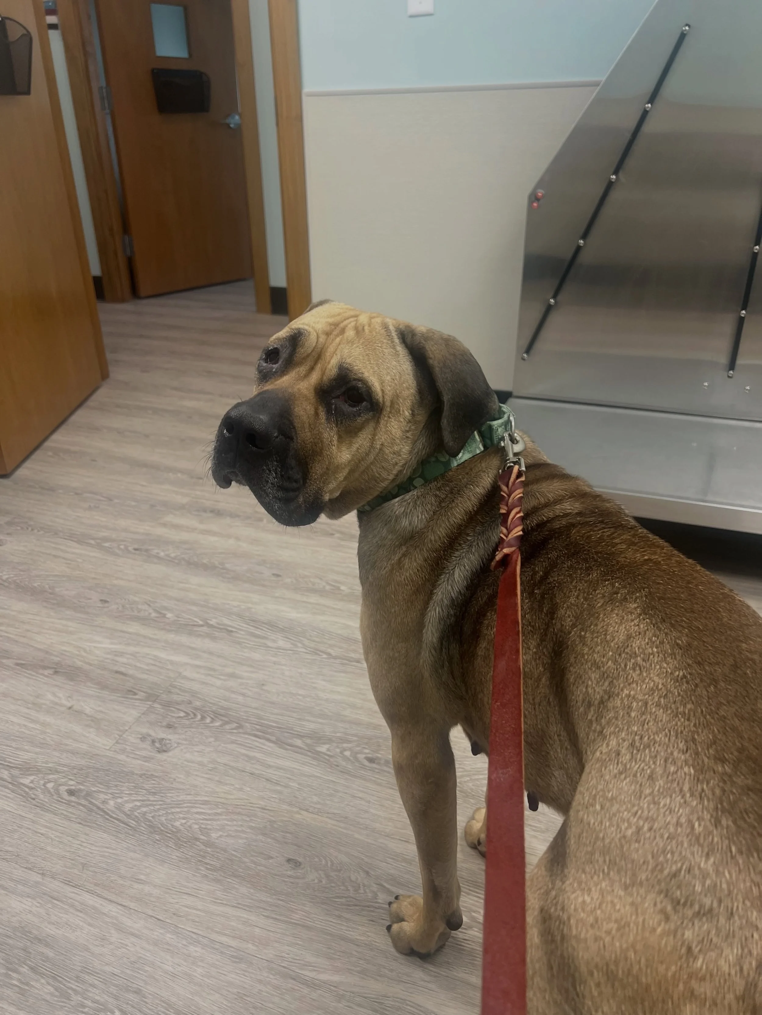Momma Emma update 🩷

Today is a big day for Momma Emma and we are so proud of how brave she has been. She is at @bestvetyet for her spay and entropion eye surgery, and we would love for everyone to send a little extra love and healing thoughts her w