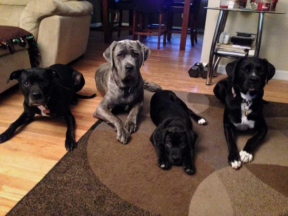 Four dogs lying on a circular area rug inside a living room, with a beige couch and a metal table in the background.