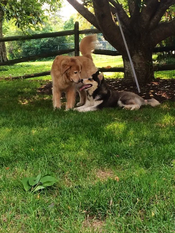 A golden retriever and a Siberian husky puppy are playing together in a backyard under a tree.