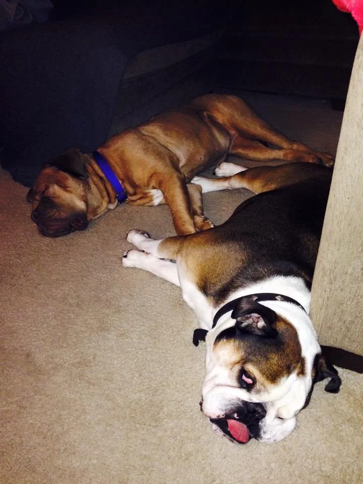 Two dogs sleeping on a beige carpet near a piece of furniture, one a brown puppy with a blue collar and the other an adult with a black collar and white and brown fur.