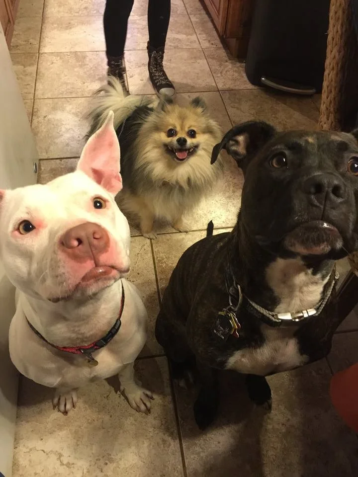 Three dogs sitting on a tiled floor indoors, with a person's legs visible in the background, including one small fluffy dog and two larger muscular dogs.