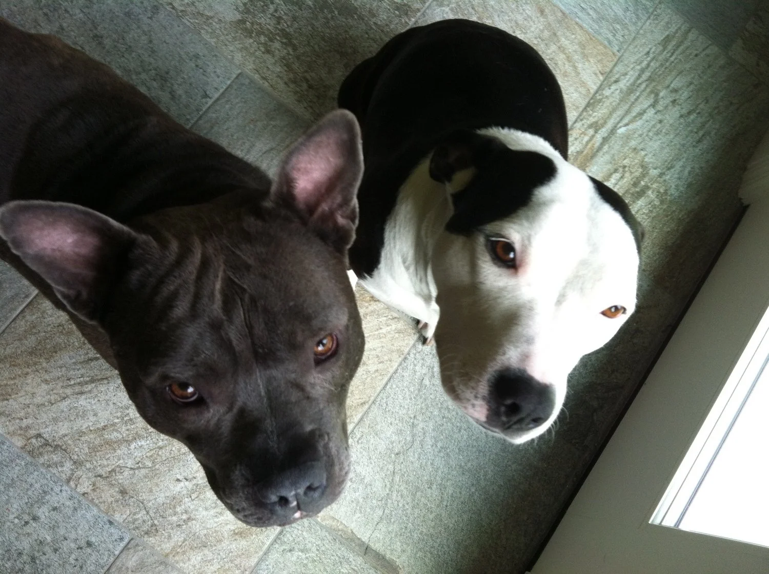 Two dogs, one black and white and the other dark gray, looking up at the camera in a room with tiled floor and a glass door.