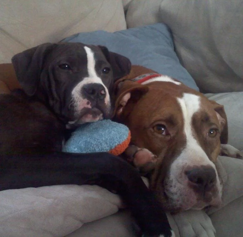 Two dogs lying together on a bed, one black and white puppy and one larger brown and white adult dog, both resting on cushions and blankets.