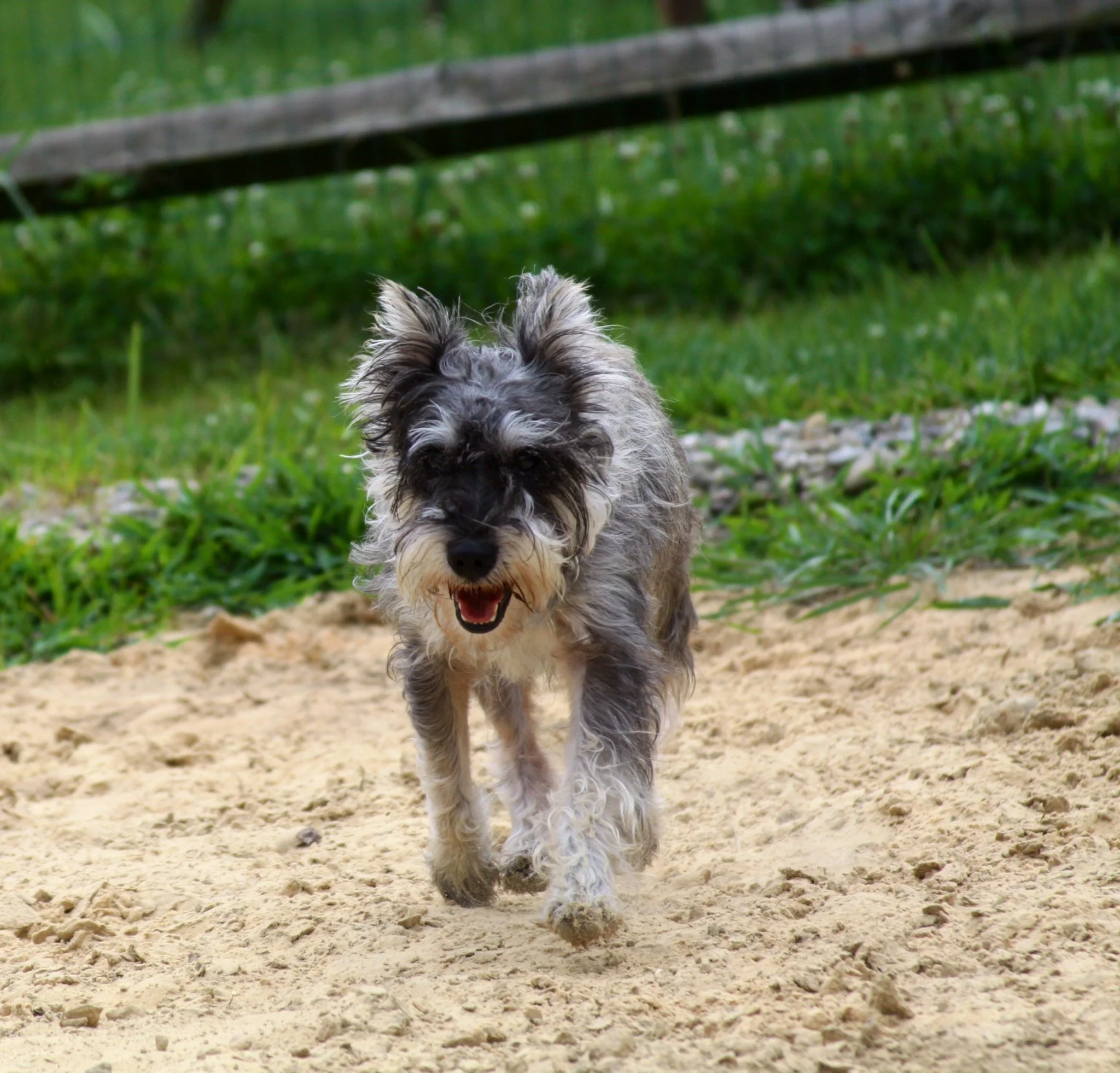 A small dog running towards the camera on a dirt path with greenery in the background