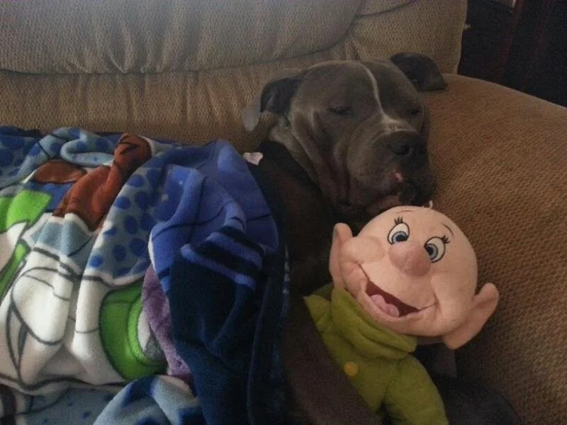 A dog resting on a couch, wrapped in a colorful blanket, holding a stuffed elf toy with a big smile.