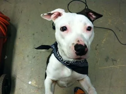 A white dog with a black patch over one eye, wearing a black bandana, sitting on a concrete floor.