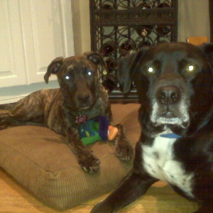 Two dogs sitting on a brown cushion in a living room, one smaller with a brindle coat and the other larger with a black coat and white chest.