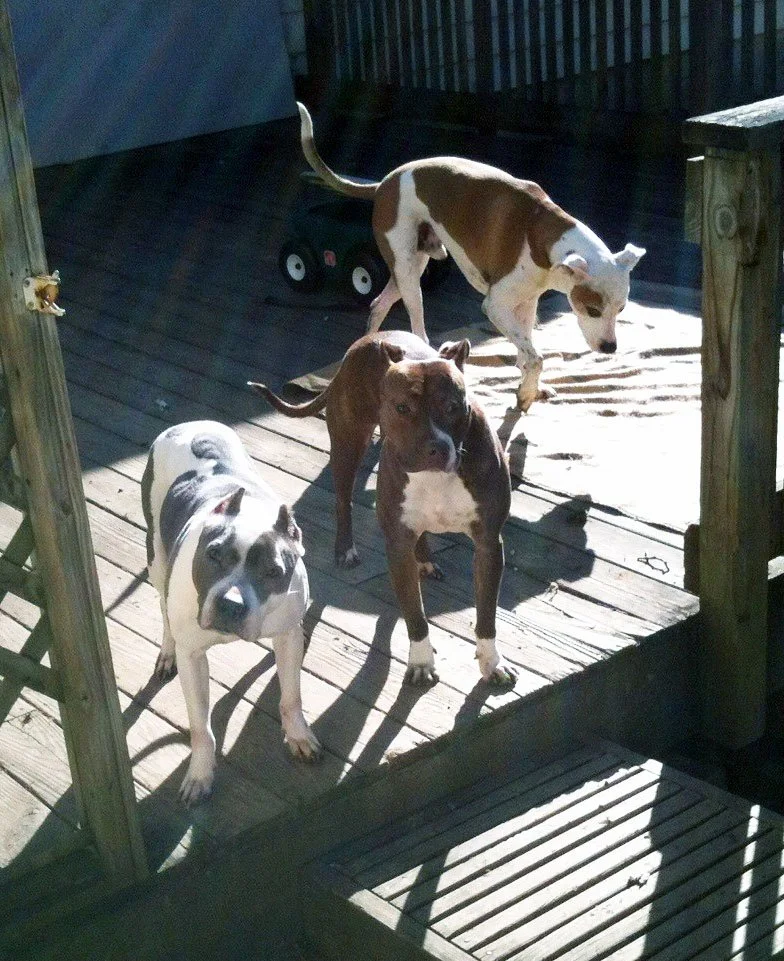 Four dogs on a wooden deck in sunlight, with a fenced yard and a toy wagon in the background.