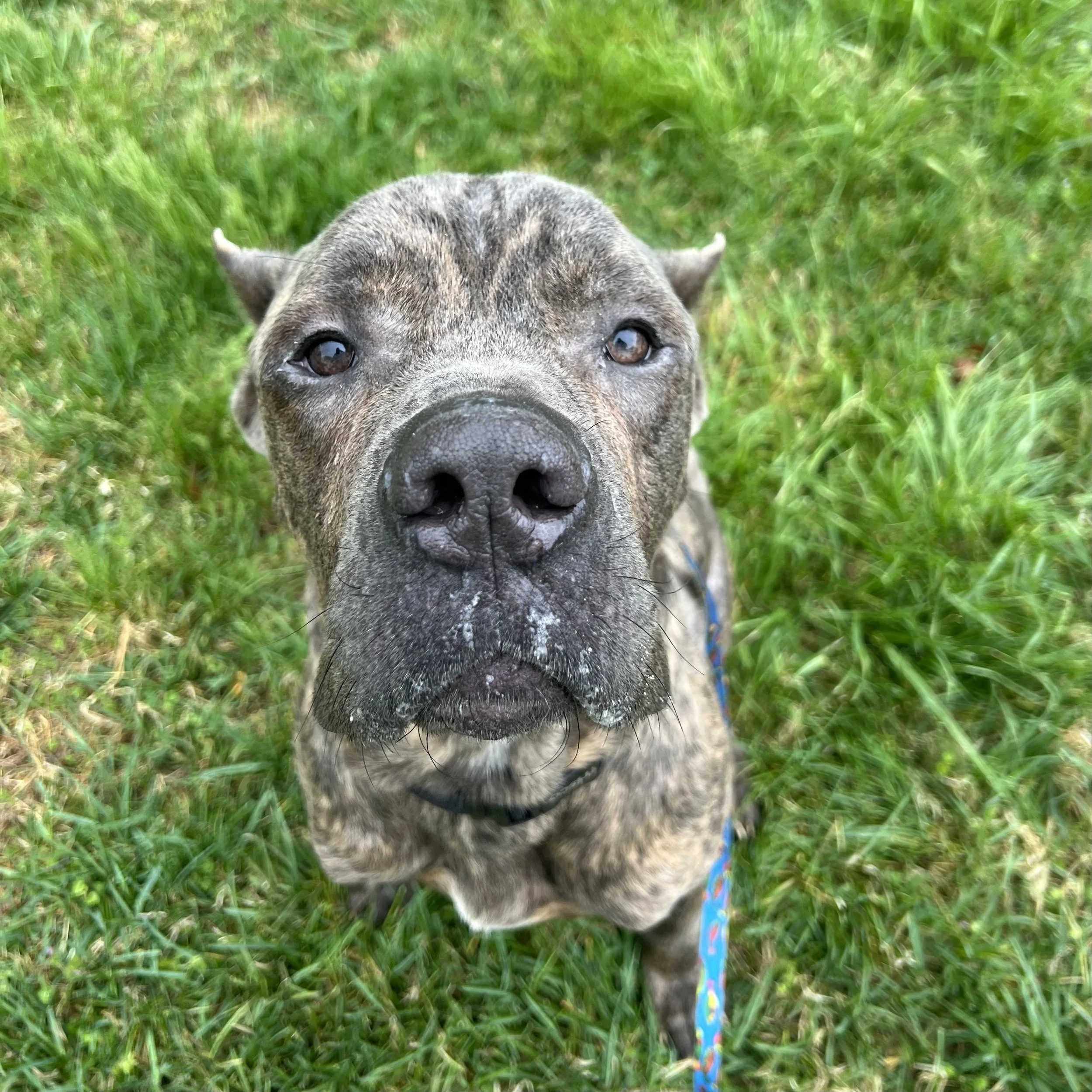 Enzo, one of our current dogs