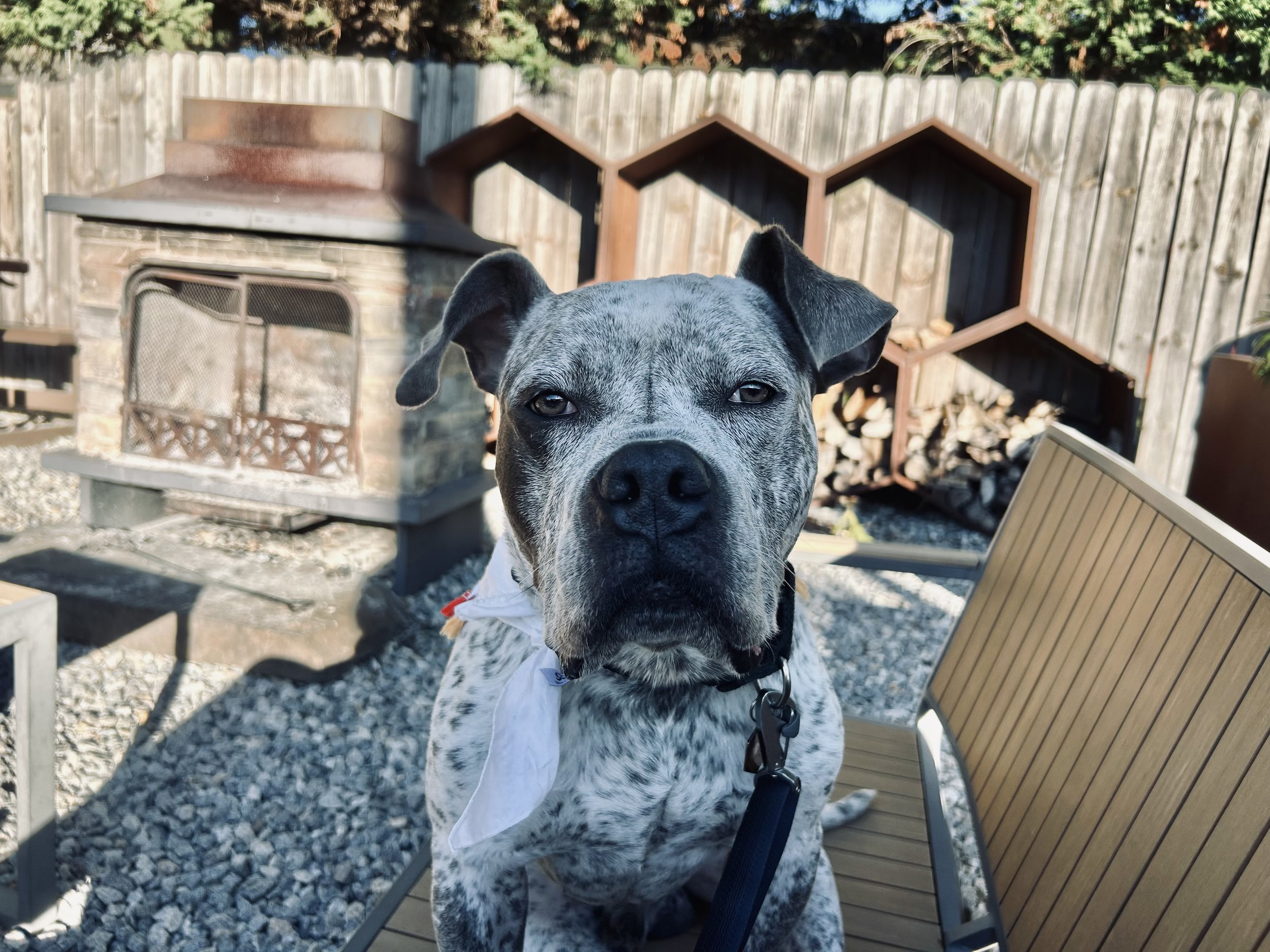 Ghost buster, one of our dogs currently available for adoption