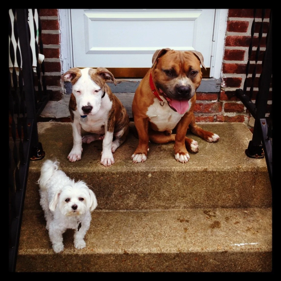 Three dogs sitting on concrete steps in front of a white door and brick wall.