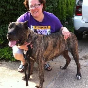 Smiling woman in purple shirt crouching next to a large brindle dog outdoors near a vehicle, with greenery in the background.