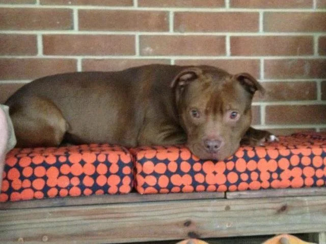 A brown dog lying on a patterned orange and black cushion with a brick wall in the background.