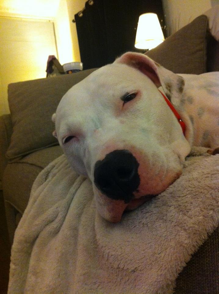 A white dog with a black nose and a red collar resting on a beige blanket on a couch, with eyes partly closed and an expression of contentment.
