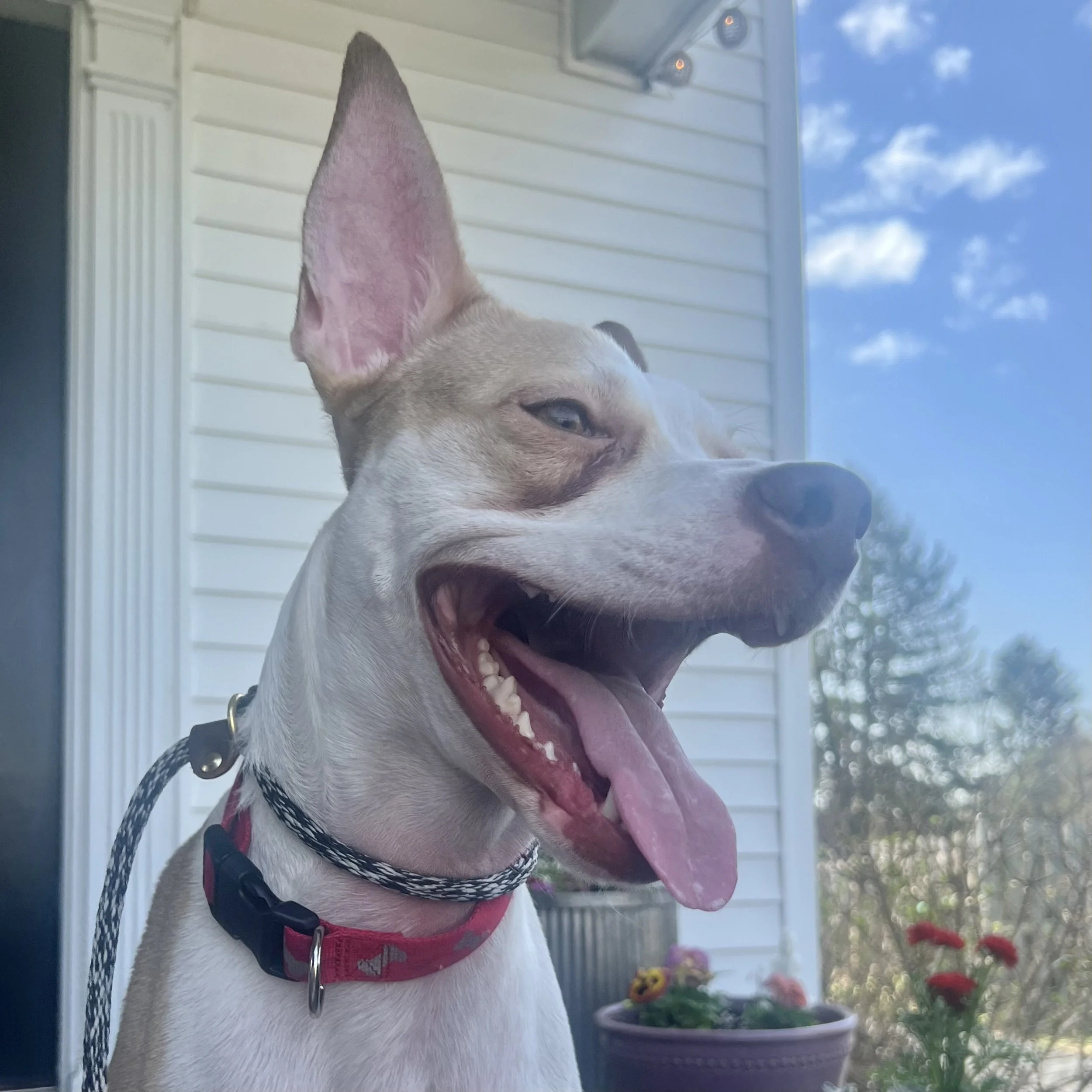 Pearl, one of our current dogs